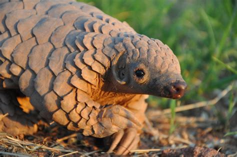 trip   pangolin rescue center confirmed    protect