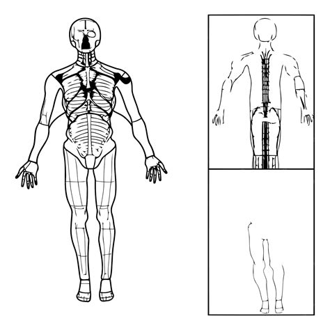 Anatomie Du Squelette Humain De Lanatomie Du Corps Humain Vecteur