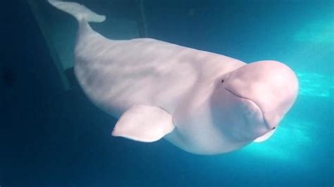 Two Beluga Whales Prepare For New Life In Worlds First Open Water Sea