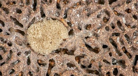 What Do Termite Eggs Look Like And What Do They Mean