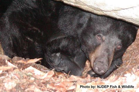 Njdep Fish Wildlife Black Bear Email Newsletter Content