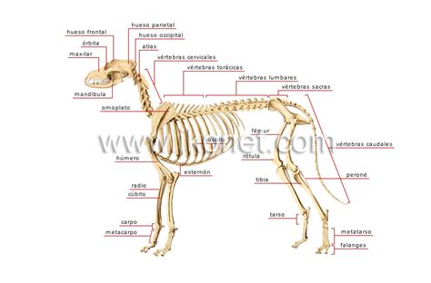 reino animal mamíferos carnívoros perro esqueleto de un perro