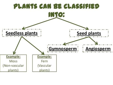 S5L1 Vocabulary Seeded And Seedless Plants Diagram Quizlet