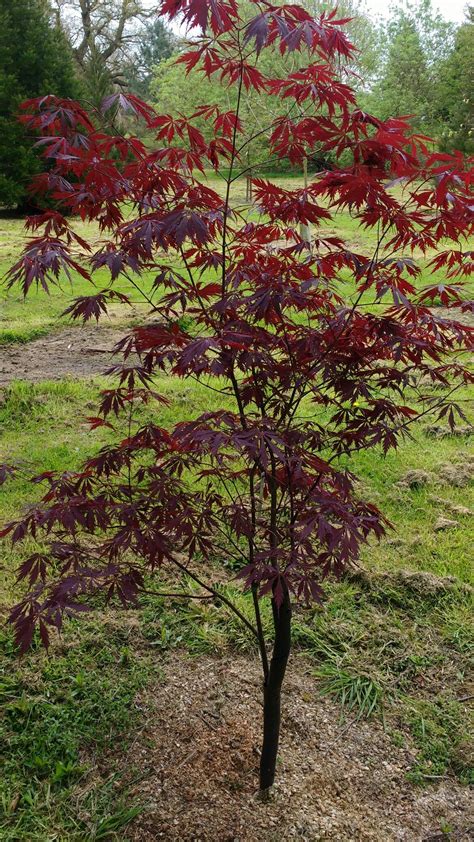 Acer Palmatum Black Lace Jardines Jardinería Arce Japones