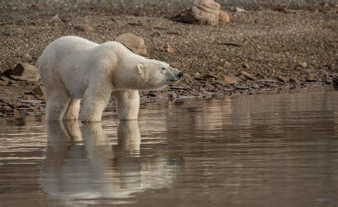 Que Cache L Ours Polaire Sur La Plage Frederic Pix Quartier Du Pharo