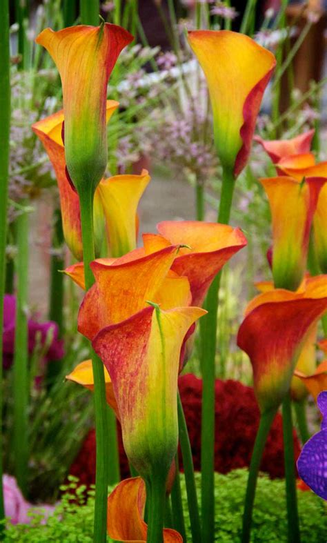 Photographers Garden Zantedeschia Or Arum Lily