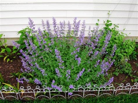 Nepeta Faassinii Walkers Low Catmint