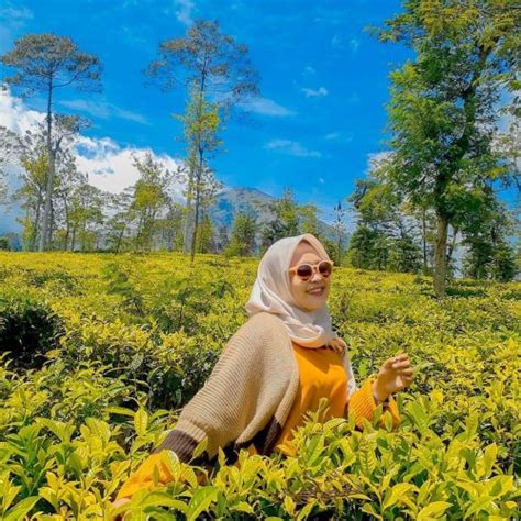 Kebun Teh Tambi Wonosobo Keindahan Gunung Kembar Sindoro Sumbing Yang