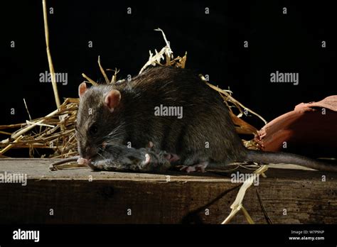 Brown rat (Rattus norvegicus) eating mouse (Mus musculus) France ...
