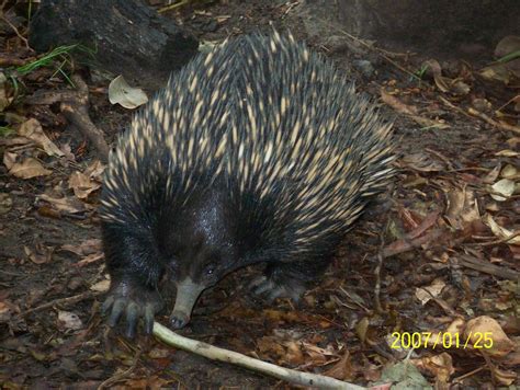 15 Of The Rarest Animals In The World - RoughMaps | Where real adventure lives