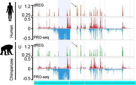 Direct Measurement Of Nascent Transcription Explains Some Of Our