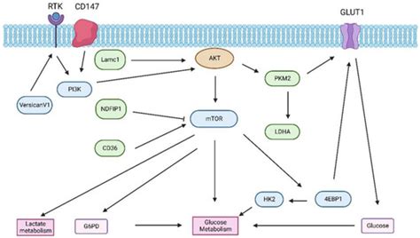 IJMS Free Full Text The Role Of PI3K AKT MTOR Signaling In