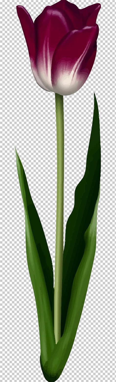 Flower Photography PNG Clipart Arum Blume Bud Cut Flowers