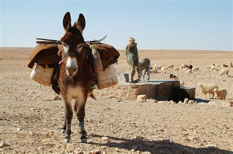 How Much Weight Can A Donkey Carry — Farm And Animals