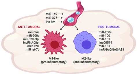 Mirnas And Lncrnas Involved In Tam Recruitment And Polarization In