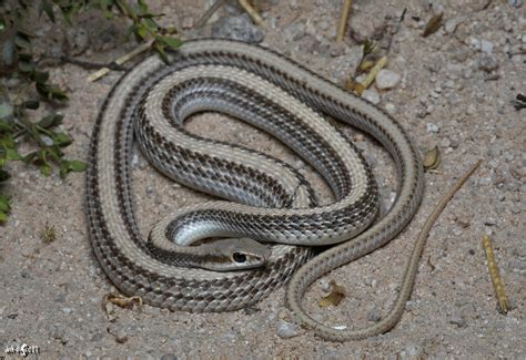 Western Patch Nosed Snake Salvadora H Hexalepis A Photo On Flickriver