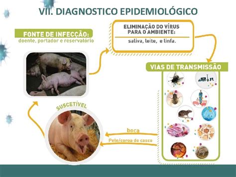 EPIDEMIOLOGIA DA FEBRE AFTOSA Prof A Dra Masaio