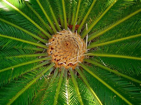 Flora Tropical - Free photo on Pixabay - Pixabay