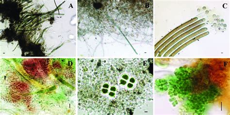 Microorganisms growing in biofilms and microbial mats (A)... | Download Scientific Diagram