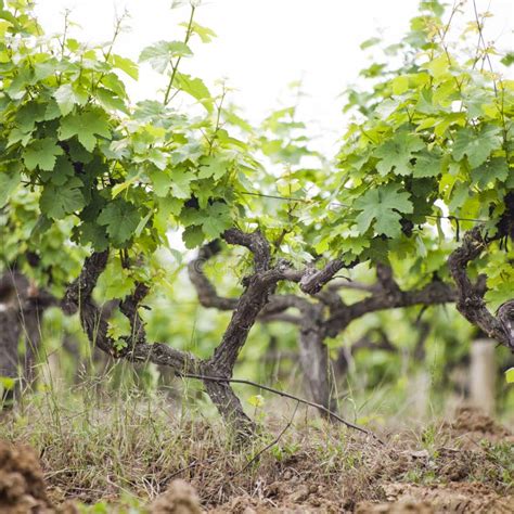 Vineyard. Grape trees farm stock image. Image of leaf - 92950755