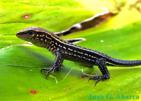 Ameiva Undulata Juvenil Of Ameiva Undulata Barreal Hered Flickr