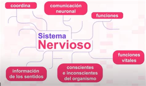 Relaci N De Los Sistemas Nervioso Y Reproductivo Mind Map