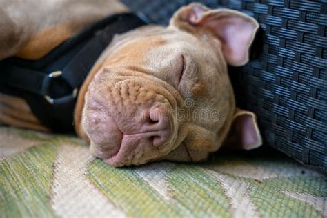 Pit Bull Dog Sleeping On The Floor Next To A Suitcase Stock Image