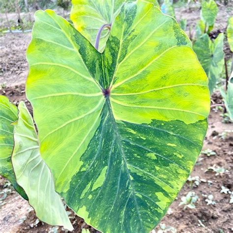 Jual Tanaman Hias Colocasia Lime Gecko Shopee Indonesia