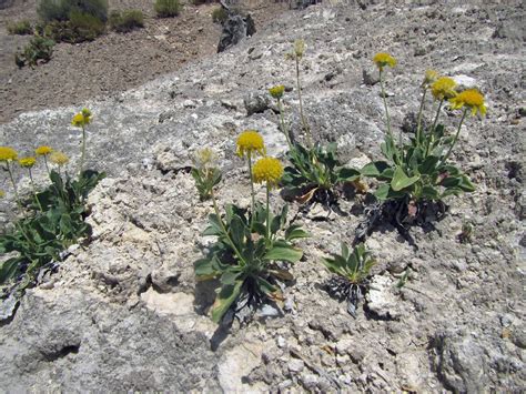 Seinet Portal Network Gaillardia Parryi