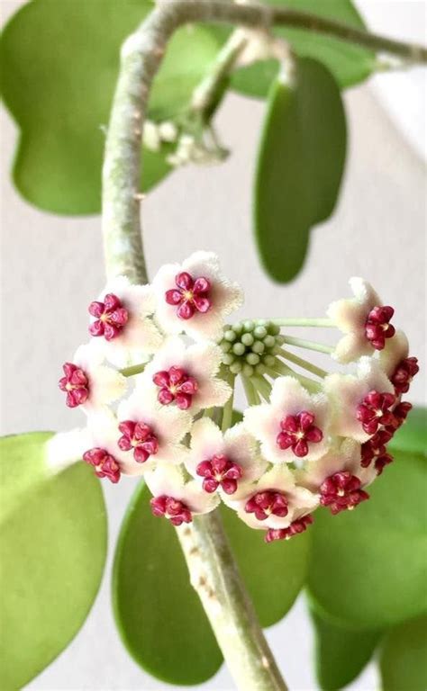 Hoya Kerrii Live Plant In Bare Root Or Pot Etsy Suculentas