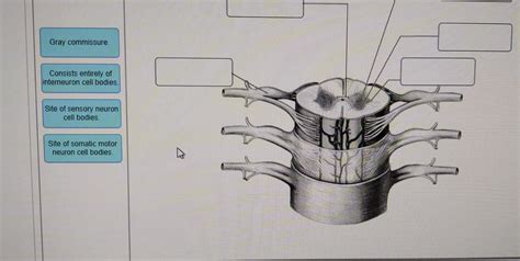 Gray Commissure Consists Entirely Of Interneuron Chegg