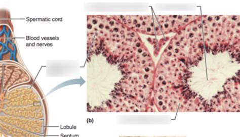 Exercise Figure B Portions Of The Seminiferous Tubules Diagram