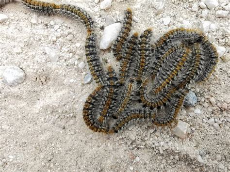 Processional Caterpillars Stock Photos Free And Royalty Free Stock