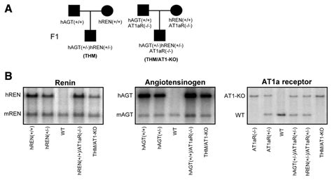 Breeding Schematic For Production Of Thm And Thm At1 Ko Mice A