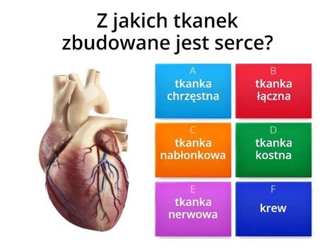 Organizm Cz Owieka Jako Funkcjonalna Ca O Test