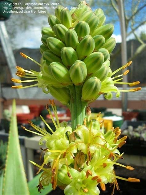 Plantfiles Pictures Aloe Macroclada 1 By Porphyrostachys