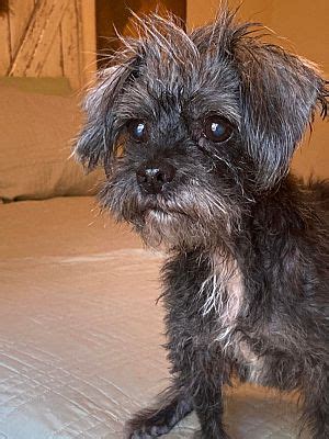 Staunton VA Shih Tzu Poodle Miniature Meet Shadow A Pet For