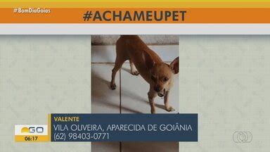 Bom Dia Go Acha Meu Pet Telespectadores Buscam Por Pet S