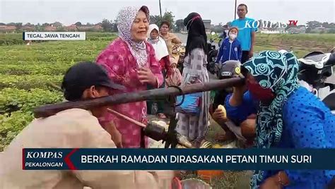 Berkah Ramadan Dirasakan Petani Timun Suri Video Dailymotion