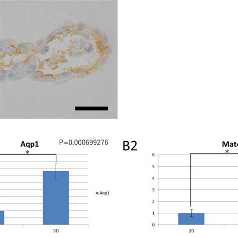 Renal Proximal Tubule Related Markers Expressed By The Organoids