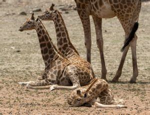 Five things you probably didn't know about Giraffe births