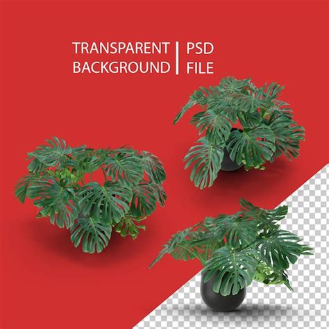 Premium Psd Monstera Png