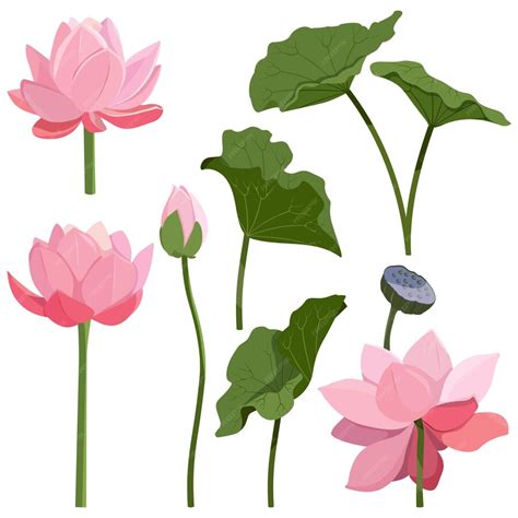 Premium Vector Vector Realistic Illustration Set Of Lotus Flowers And Leaves Isolated On White