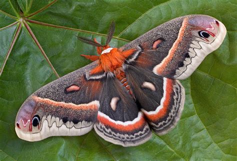 Cecropia Moth Identification Life Cycle Facts And Pictures