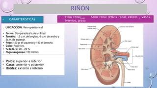 Anatom A Retroperitoneo Y Ri On Ppt Pptx