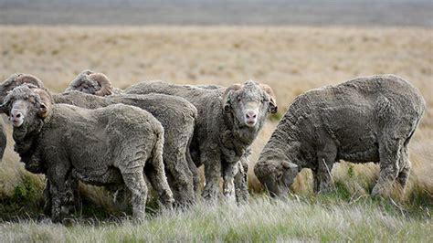 Merino Sheep Hobby Farms