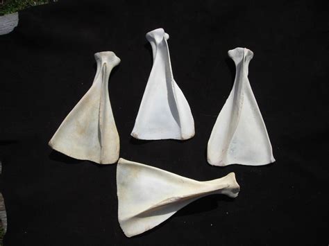 Deer Shoulder Blade Bones Assorted 4 Per Lot Etsy