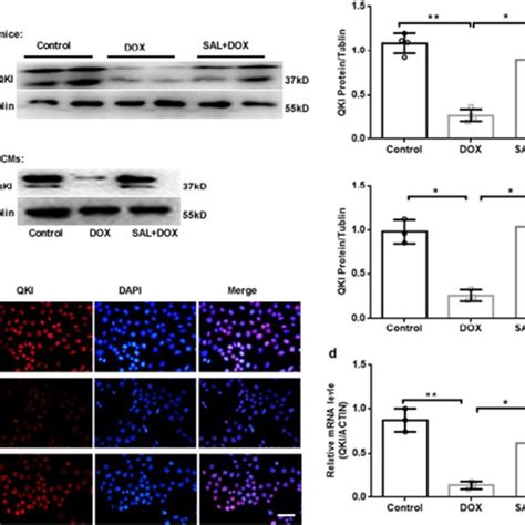 QKI Regulation Is Associated With The Protective Effect Of Salidroside