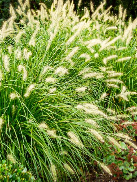 Mondo Grass For Sale Online The Tree Center