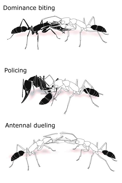 New research solves enigma in ant communication | ASU Now: Access, Excellence, Impact